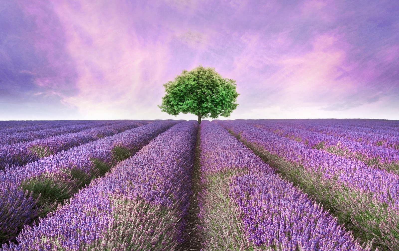 keyvisual_Lavender-field-oshadhi_highres_nologo-scaled Arbore de ceai (Organic)
